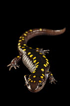 Spotted salamander (Ambystoma maculatum) portrait, Zoo Atlanta, Georgia, USA. Captive.