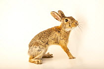 Eastern cottontail rabbit (Sylvilagus floridanus similis) portrait, Northern Colorado Wildlife Center, Fort Collins, Colorado, USA. Captive.