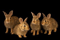 Four Eastern cottontail rabbits (Sylvilagus floridanus similis) juvenile, portrait, Northern Colorado Wildlife Center, Fort Collins, Colorado, USA. Captive.