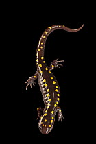 Spotted salamander (Ambystoma maculatum) portrait, dorsal view, Zoo Atlanta, Georgia, USA. Captive.
