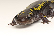 Spotted salamander (Ambystoma maculatum) portrait, Zoo Atlanta, Georgia, USA. Captive.
