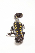 Spotted salamander (Ambystoma maculatum) portrait, Tennessee Aquarium, Chattanooga, Tennessee, USA. Captive.