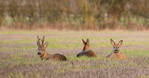 Roe deer (Capreolus capreolus) family, consisting of buck and doe with previous year's young. They're resting and ruminating previous meal in a field while it is snowing. Norfolk, UK. March.