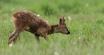 Roe deer (Capreolus capreolus) male feeding on grass in a meadow before walking out of frame. The animal is moulting out of its winter coat. Norfolk, UK. May.
