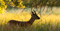 Roe deer (Capreolus capreolus) male rubbing his scent onto low hanging branches of tree in a meadow, Norfolk, UK. May.