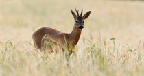 Roe deer (Capreolus capreolus) male feeding on weeds in a barley (Hordeum vulgare) field, Norfolk, UK. June.