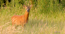 Roe deer (Capreolus capreolus) male standing in a field, flicking its ears and shaking its head to get rid of flies, Norfolk, UK. July.