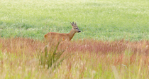 Roe deer (Capreolus capreolus) male practicing fighting technique on a plant, Norfolk, UK. July.