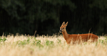 Roe deer (Capreolus capreolus) female standing in a field and looking around while it is raining. The animal shakes her fur to remove excess water. Norfolk, UK. August.