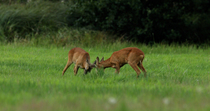 Roe deer (Capreolus capreolus) males play fighting in a meadow, Norfolk, UK. August.