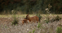 Roe deer (Capreolus capreolus) mother grooming her fawn in a field margin, Norfolk, UK. September.
