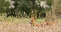 Roe deer (Capreolus capreolus) fawn lying in long grass and grooming, Norfolk, UK. September.