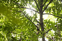 Cotton-top tamarin (Saguinus oedipus) sitting in tree, Marimonda, Necocli, Colombia. Critically endangered.