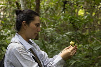 Primatologist holding Bellucia pentamera fruit, part of the diet of the Colombian spider monkey (Ateles fusciceps rufiventris), Marimonda, Necocli, Colombia. January 2022.