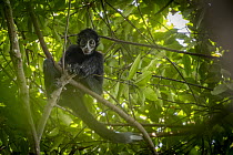 Colombian spider monkey (Ateles fusciceps rufiventris) juvenile male, aged 3 years, sitting in tree, Marimonda, Necocli, Colombia. Endangered.