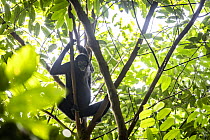 Colombian spider monkey (Ateles fusciceps rufiventris) female, sitting in tree, Marimonda, Necocli, Colombia. Endangered.