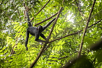 Colombian spider monkey (Ateles fusciceps rufiventris) hanging between branches in forest, Marimonda, Necocli, Colombia. Endangered.