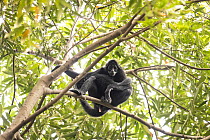 Colombian spider monkey (Ateles fusciceps rufiventris) female, sitting on branch looking down, Marimonda, Necocli, Colombia. Endangered.