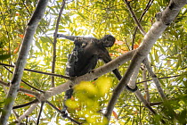 Colombian spider monkey (Ateles fusciceps rufiventris) female, carrying infant, climbing along branch, Marimonda, Necocli, Colombia. Endangered.