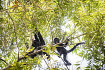 Two Colombian spider monkeys (Ateles fusciceps rufiventris) climbing in tree top, Marimonda, Necocli, Colombia. Endangered.