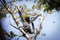 Colombian black spider monkey (Ateles fusciceps rufiventris) female, resting in tree with arms outstretched grabbing on to branches, Marimonda, Necocli, Colombia. Endangered.