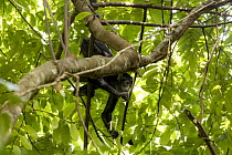 Colombian black spider monkey (Ateles fusciceps rufiventris) female, hanging from branch feeding on herbaceous plant (Philodendron sp.), Marimonda, Necocli, Colombia. Endangered.