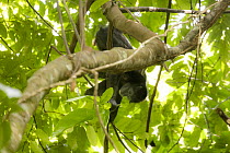 Colombian black spider monkey (Ateles fusciceps rufiventris) female, hanging from branch feeding on herbaceous plant (Philodendron sp.), Marimonda, Necocli, Colombia. Endangered.