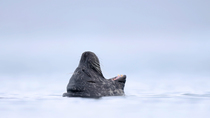Harbour seal (Phoca vitulina) yawning, west Iceland. February.