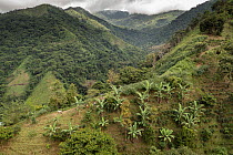 Banana (Musa sp.) plantation on hillside on the road to Siberia district, Sierra Nevada de Santa Marta, Colombia. November, 2021.