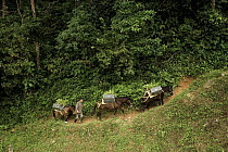 Man with three mules transporting young trees up hillside towards planting site at Finca Bellavista, part of the reforestation project, Sierra Nevada de Santa Marta, Colombia. December, 2021.