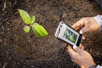 Person geotagging a Rosy trumpet tree (Tabebuia rosea) sapling after planting, part of the reforestation project, Sierra Nevada de Santa Marta, Colombia. December, 2021.