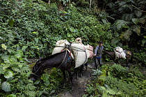 Local man with two mules transporting coffee harvest, Sierra Nevada de Santa Marta, Colombia. December, 2021.
