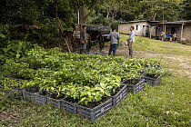Crates of Caoba (Swietenia macrophylla) saplings ready to be loaded on to mules and transported to the planting site, with group of men and mules behind, part of the reforestation project, Sierra Neva...