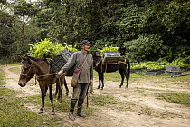 Local man loading young trees onto mules preparing to transport them to the planting site in Finca Bellavista, part of the reforestation project, Sierra Nevada de Santa Marta, Colombia. December, 2021...