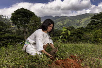 Local man planting an Algarrobo tree (Hymenaea courbaril) between Encanto and Kemakumake as part of the reforestation project, Sierra Nevada de Santa Marta, Colombia. December, 2021.