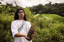 Local man holding a Caoba tree (Swietenia macrophylla) sapling that will be planted between Encanto and Kemakumake as part of the reforestation project, Sierra Nevada de Santa Marta, Colombia. Decembe...