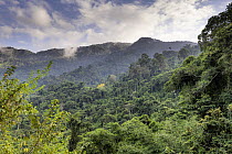 Mountain rainforest in Sierra Nevada de Santa Marta, between El Encanto and Kemakumake, Colombia. December, 2021.