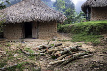 Wood harvest and traditional village huts in the El Encanto Wiwa community, Sierra Nevada de Santa Marta, Colombia. December, 2021.