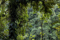 Rainforest in Buritaca valley, Sierra Nevada de Santa Marta, Colombia. December, 2021.