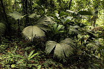 Rainforest in the Buritaca valley, Sierra Nevada de Santa Marta, Colombia. December, 2021.