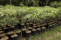 Young Mango trees (Mangifera indica) in a nursery, part of a reforestation project, Sierra Nevada de Santa Marta, Colombia. November, 2021.
