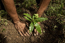 Person planting a Coffee (Coffea sp.) plant, Sierra Nevada de Santa Marta, Colombia. November, 2021.