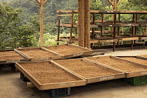 Trays of coffee being processed, Sierra Nevada de Santa Marta, Colombia. November, 2021.