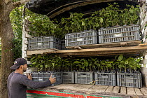 Man loading young trees from the nursery on to a truck to be distributed at reforestation location. Part of a reforestation project, Sierra Nevada de Santa Marta, Colombia. December, 2021.