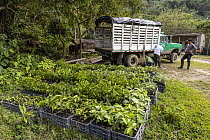 Young trees, Caoba (Swietenia macrophylla), Guanabana (Annona muricata) and Algarrobo (Hymenaea courbaril) in trays, unloaded from the truck ready for planting as part of a reforestation project, Bajo...