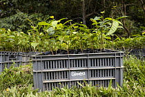 Young trees of Caoba (Swietenia macrophylla) in crate, part of a reforestation project, Bajo Aguas Lindas district, Sierra Nevada de Santa Marta, Colombia. December, 2021.