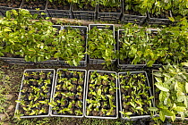 Trays of saplings, Caoba (Swietenia macrophylla), Guanabana (Annona muricata) and Algarrobo (Hymenaea courbaril) ready for planting in reforestation project, Bajo Aguas Lindas district, Sierra Nevada...