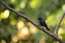 Blue-black grosbeak (Cyanoloxia cyanoides) perched on branch, Sierra Nevada de Santa Marta, Colombia.