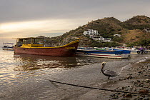 Brown pelican (Pelecanus occidentalis) standing on the shore with boats moored behind, Taganga beach, Caribbean Sea, Colombia.