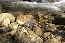 Fishing spider (Trechalea sp.) resting on rock at edge of stream, Sierra Nevada de Santa Marta, Colombia.